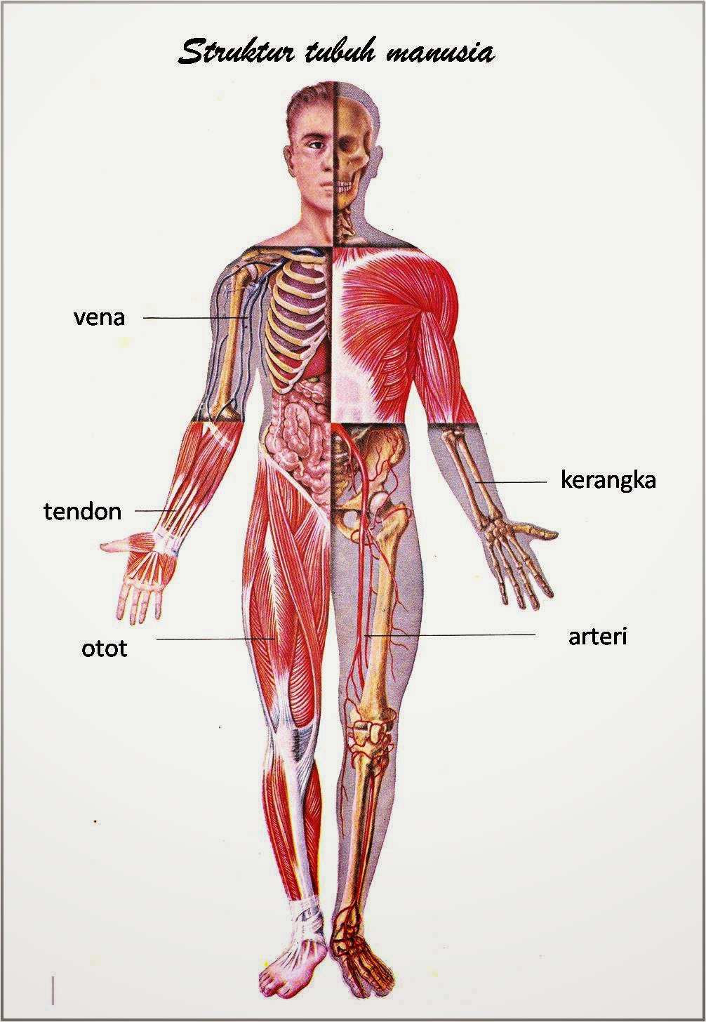 ANATOMI DAN FISIOLOGI TUBUH MANUSIA 2019